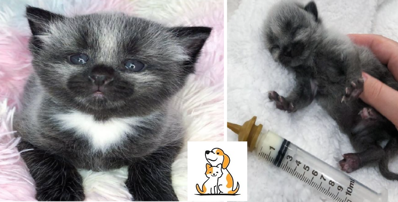 An Adorable Tiny Kitten Was Found On The Side Of The Road Her Look Like A Tiny Baby Raccoon
