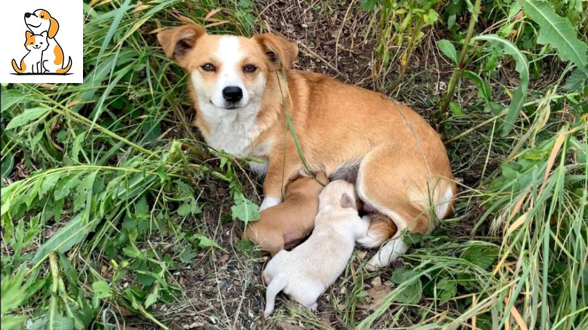 Heartwarming Rescue & Adoption of Abandoned Mama Dog and Her Babies