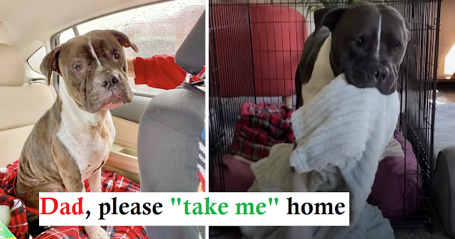 Bait Dog Saved From A Fighting Ring Carries His Security Blanket Everywhere Now