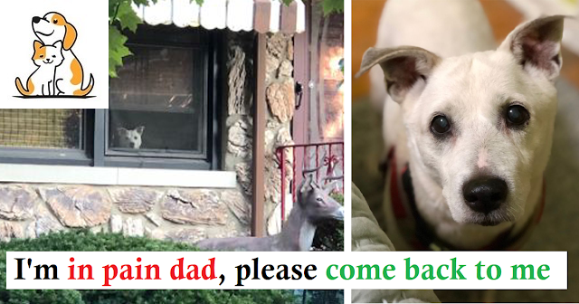 Loyal dog passed away after sitting by the window every day for 11 years waiting for its owner to come home