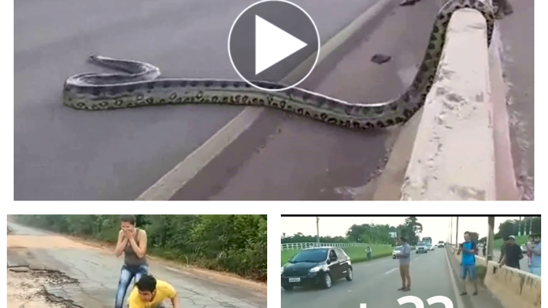 Traffic halts as Giant Anaconda Crosses Road in Brazil