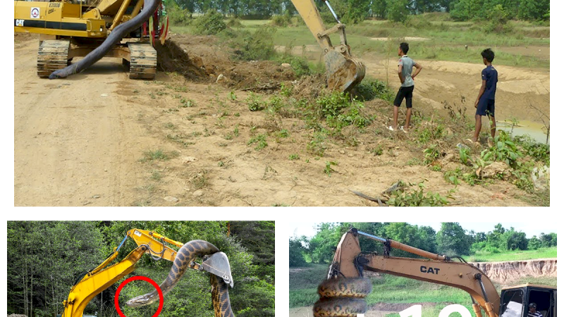 Sister And Brother Catch Biggest Snake While Excavator Digging The Ground