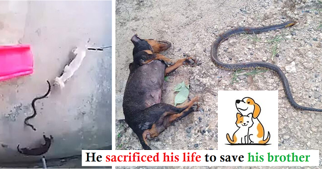 Brave Dog Gives His Life To Protect Sleeping Baby From A Snake