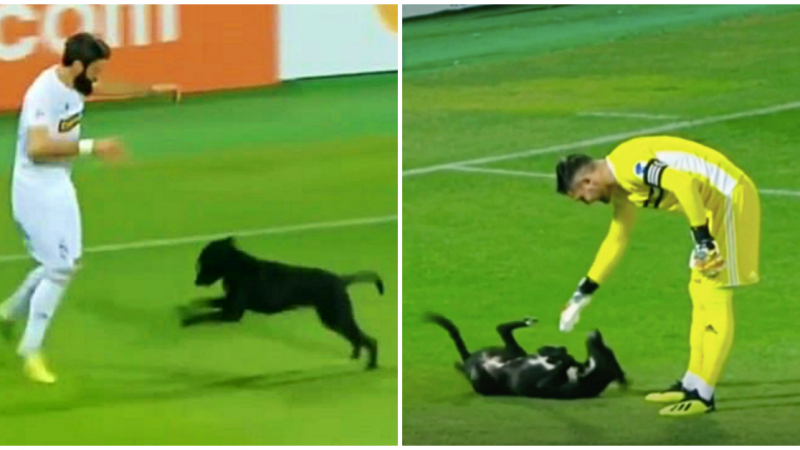Black Lab Enters Soccer Field Mid-Game And Interrupts Players To Rub Their Belly
