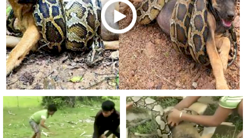 WATCH: Boys fight off HUGE snake as it attempts to EAT their pet dog