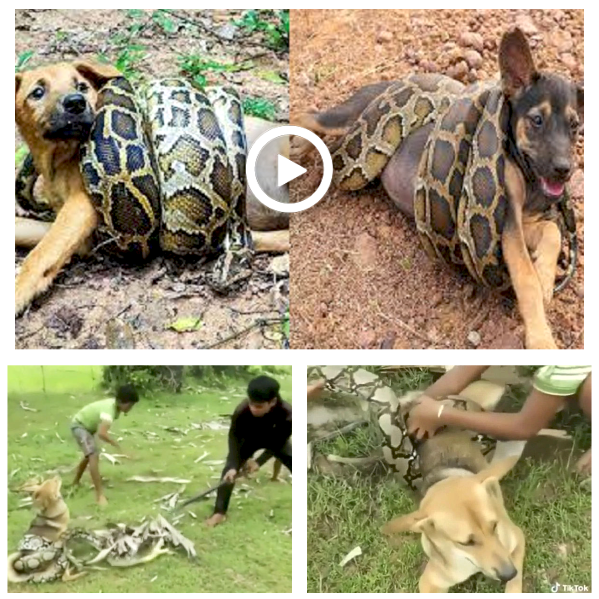 WATCH: Boys fight off HUGE snake as it attempts to EAT their pet dog