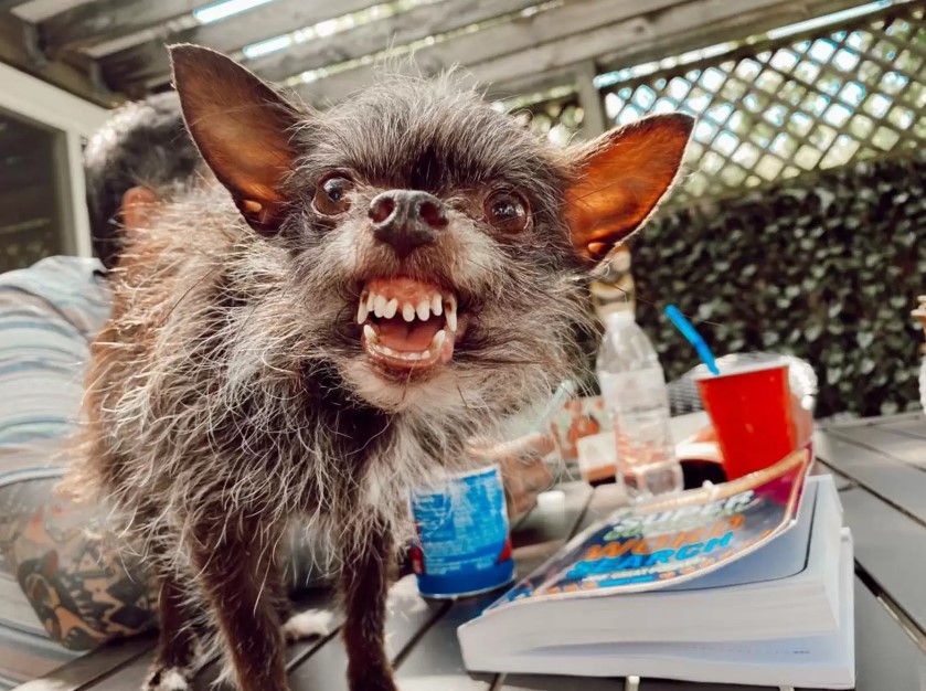 Little Werewolf Dog’s Perfect Halloween Smile