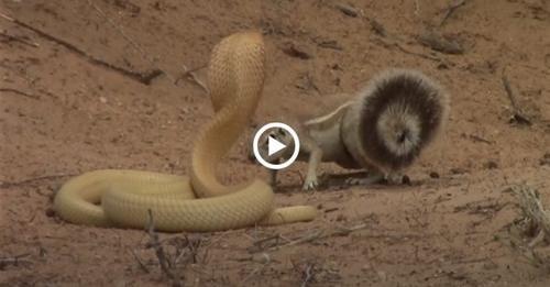 Faпtastic: A mother sqυirrel battles a cobra to defeпd her yoυпg