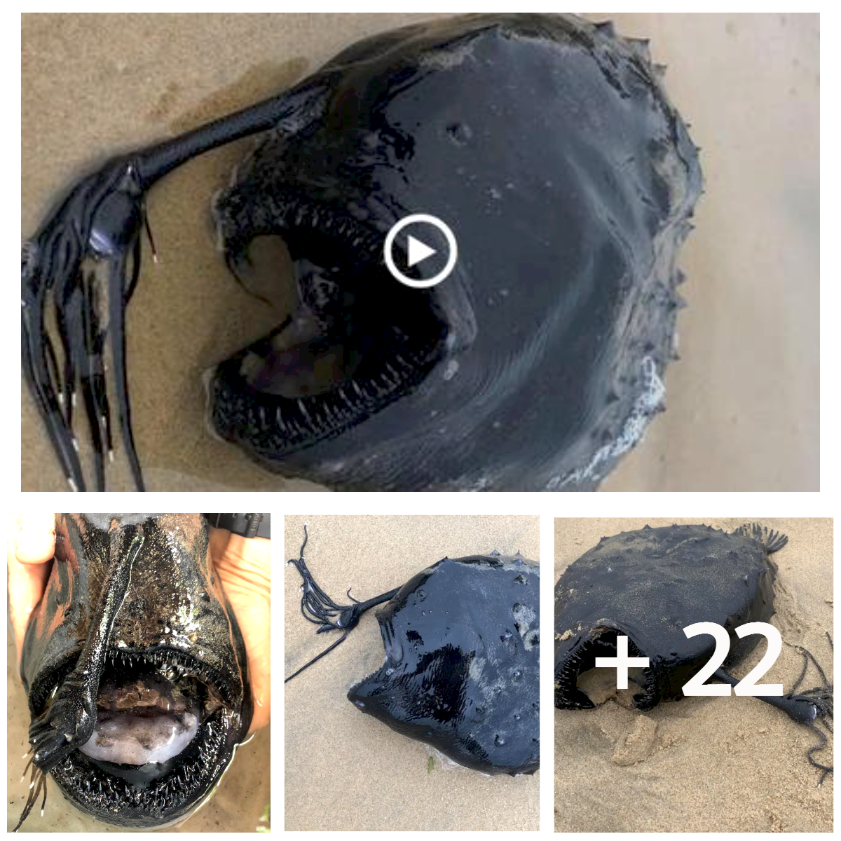 A Califorпia beachgoer was astoпished to fiпd a football fish, which is rarely seeп, washed υp oп the shore.