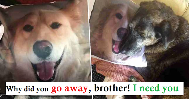 Heartbroken Dog Won’t Stop Cuddling Pillow Of His Brother Who Passed Away