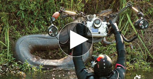 Anacondas in Brazil Adventure – BigAnimals Global Expeditions