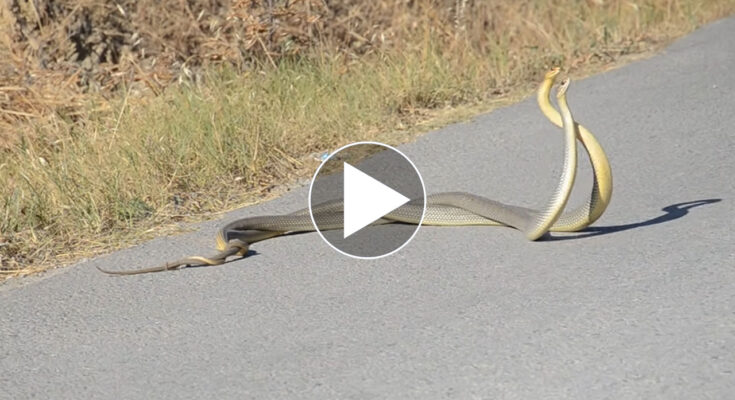 Snake Blocked The Road
