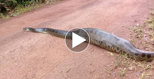 Sucuri snake with almost 6 meters caught with an alligator in its belly