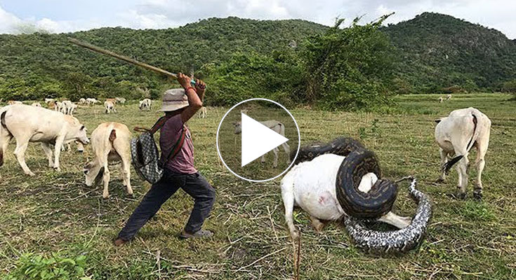 Three Brave Boys Catch Big Snake During They looking Their Cows Near Village
