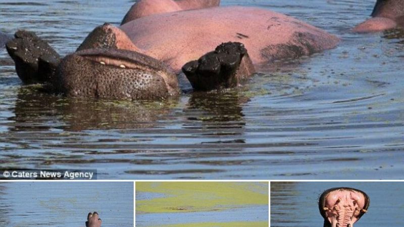 VERY relaxed hippo floats on its back as it relaxes in South Africa