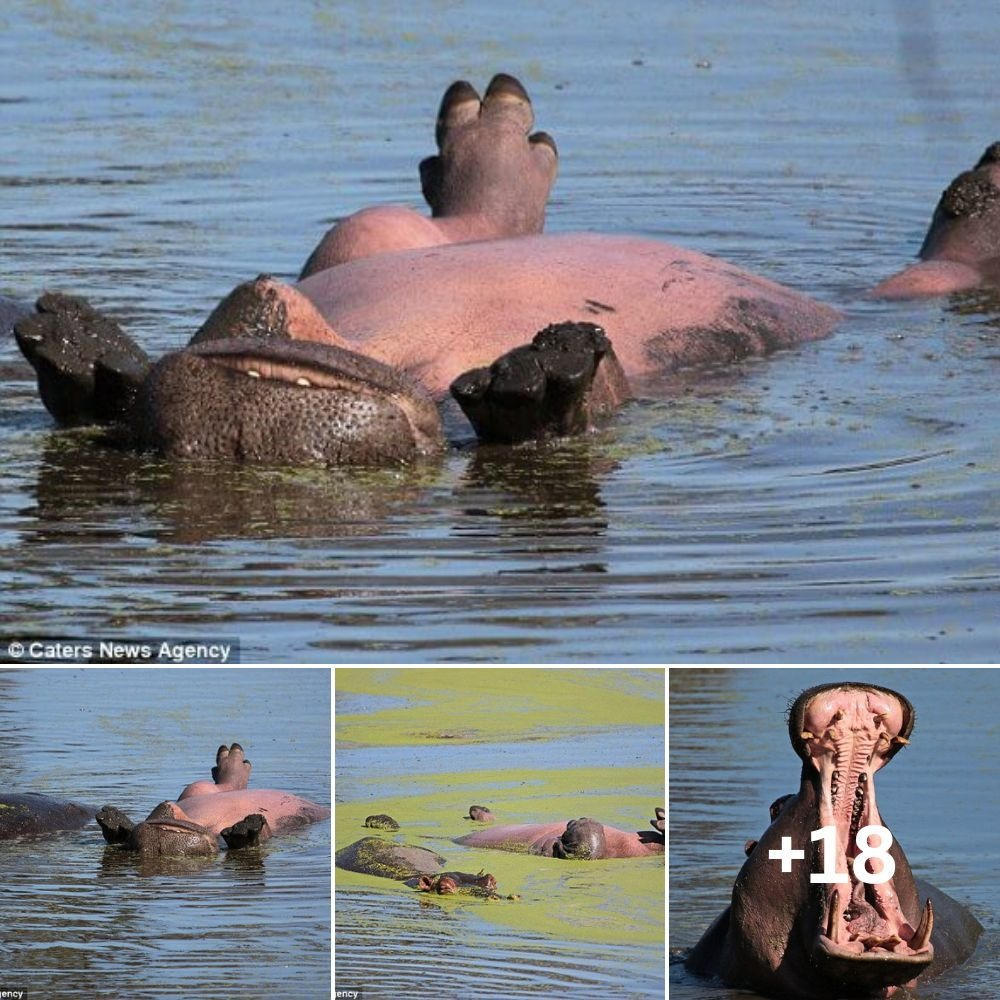 VERY relaxed hippo floats on its back as it relaxes in South Africa