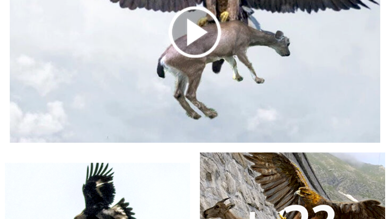Eagle ᴀᴛᴛᴀᴄᴋs Mountain Goats On Cliff, Let’s See How It Uses Strength And Special Sᴋɪʟʟs To Capture A Goat