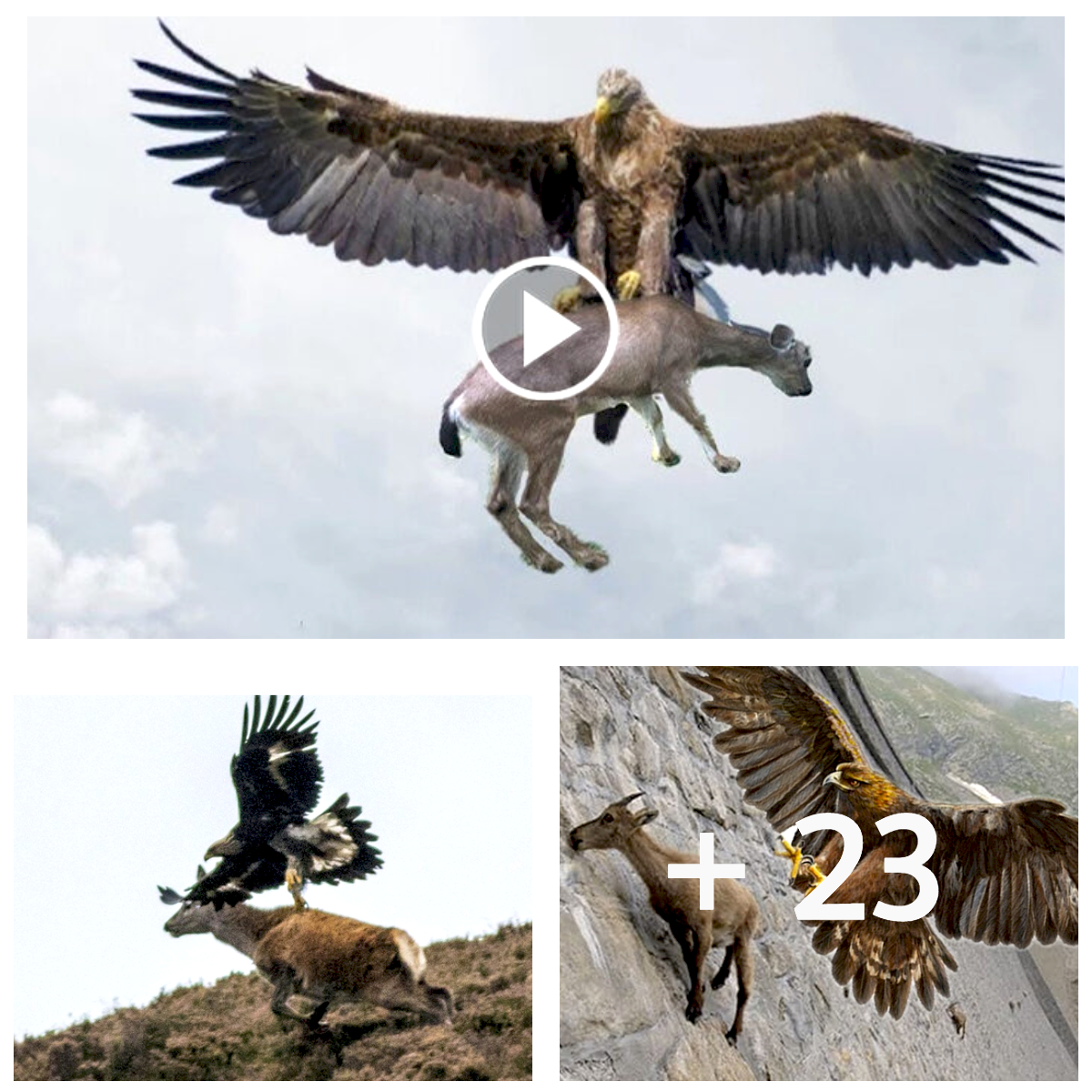 Eagle ᴀᴛᴛᴀᴄᴋs Mountain Goats On Cliff, Let’s See How It Uses Strength And Special Sᴋɪʟʟs To Capture A Goat