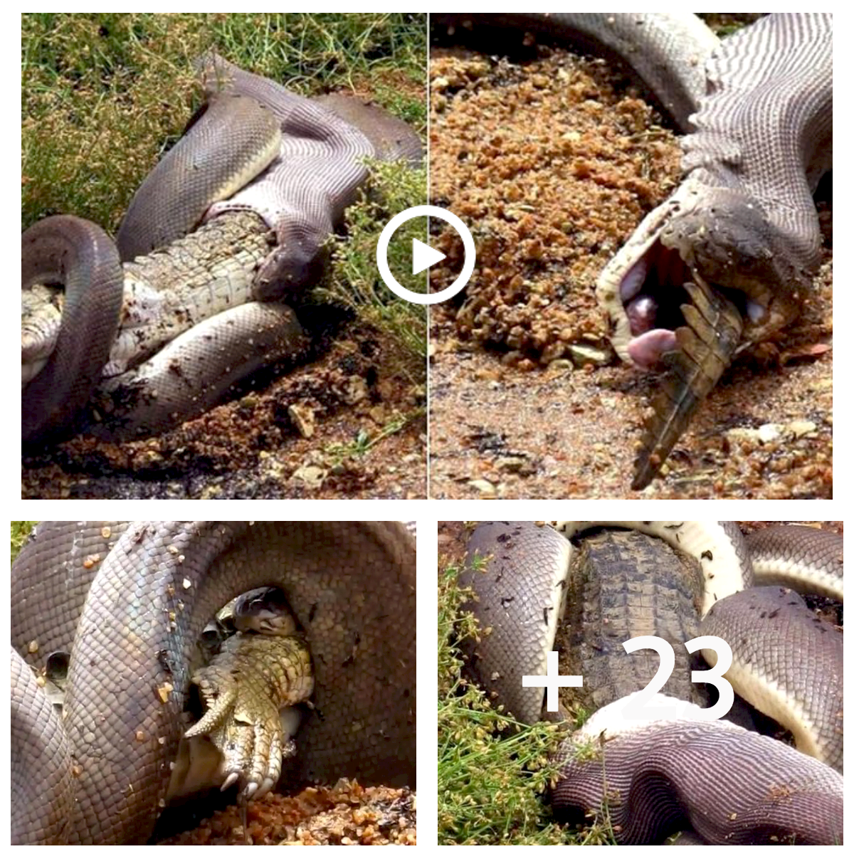 See A Python Swallowing An Aᴜsᴛʀᴀʟɪᴀn Freshwater Crocodile Whole