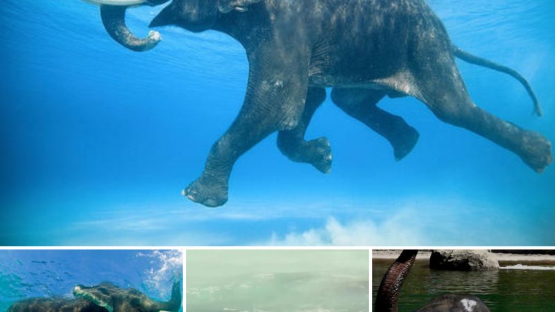 After being ѕweрt into the ocean, an Asian elephant was saved