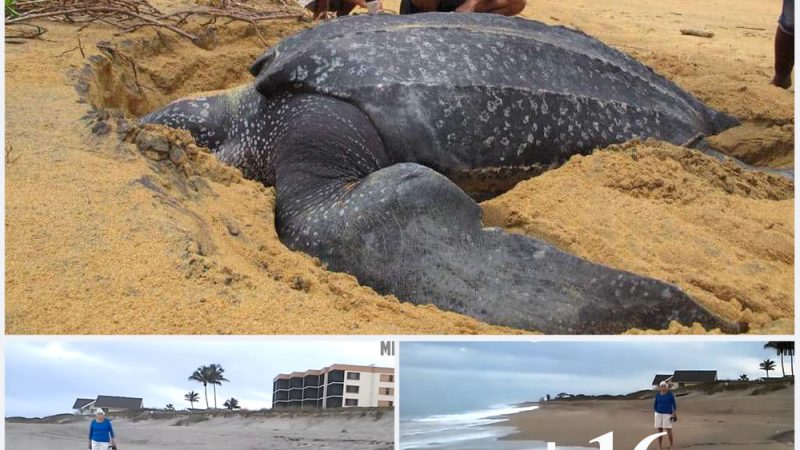 Incredible occasion the world’s largest sea turtle has emerged from the water