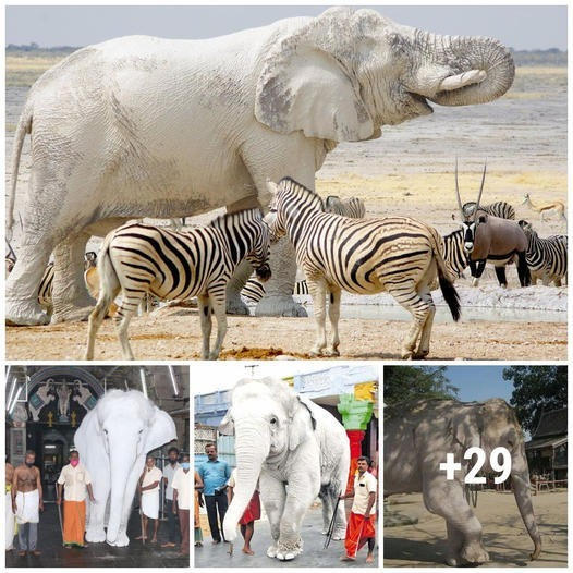 “Rare scene of white elephants” was posted on social networks, making netizens admire