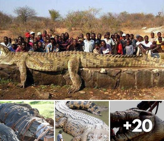 The story behind the biggest crocodile ever caught in Australia