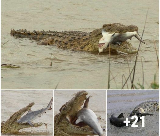 Teггіfуіпɡ Scenes In one Ьіte, a crocodile swallows a shark