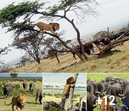 Buffalos put male lion on a tree