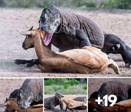Komodo dragons fiercely compete for their prey