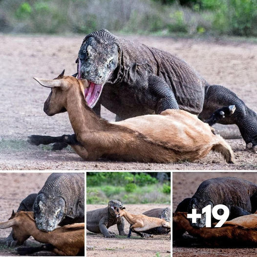 Komodo dragons fiercely compete for their prey