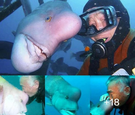 In the 17-meter-deep abyss, a man and a fish have a magical friendship that lasts 30 years