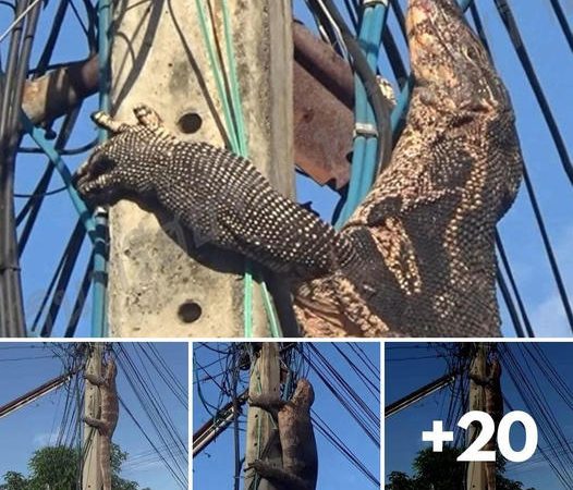 Giant Monitor Lizard Tries To Escape Stray Dogs By Climbing Up Power Pole In Tʜᴀɪʟᴀɴᴅ