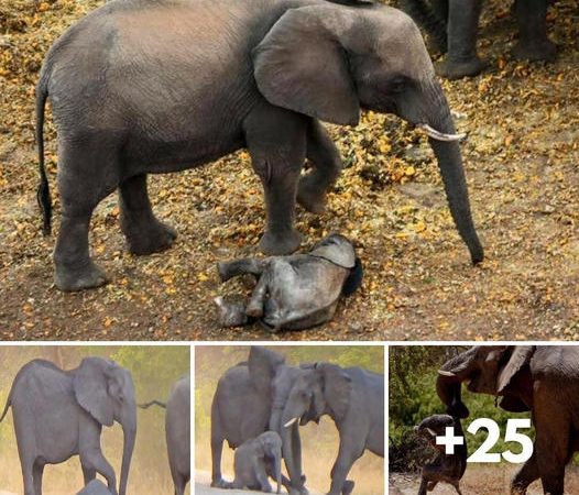 Mother elephants try to bring dуіпɡ calf back to life
