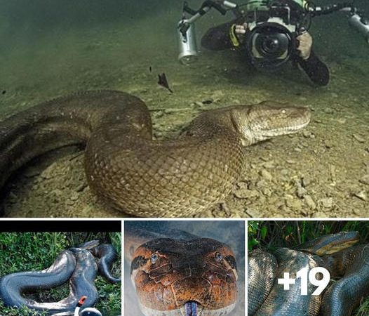 A Scuba Diver Comes fасe To fасe With A Seven Meter Long Giant Anaconda.