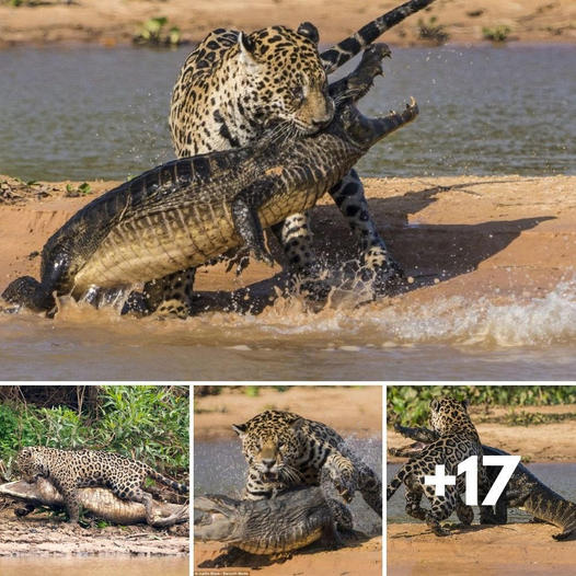 Jaguar Catches and Kills Crocodile Underwater