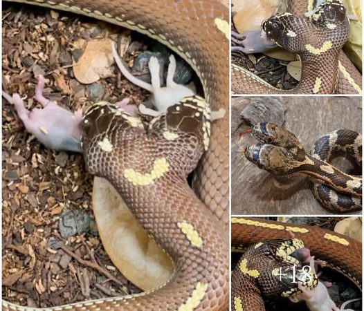 This is the amazing moment of a two-headed snake attacking two mice at the same time