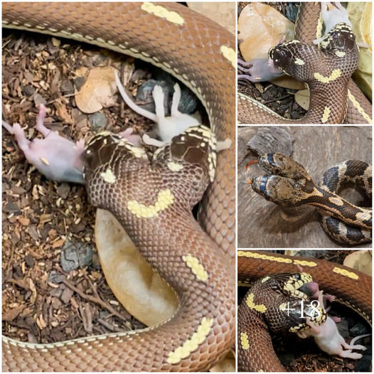 This is the amazing moment of a two-headed snake attacking two mice at the same time
