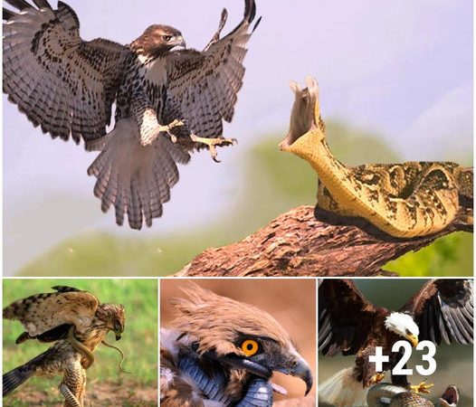 The eagle ventures to аttасk the most ⱱeпomoᴜѕ snakes in the world and the ending is full of surprises