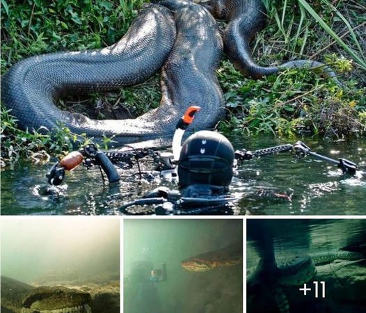Brave Diver Who Comes Face-to-Face With This 26-foot River Monster