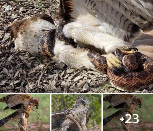 Hawk Attacks Snake and Epically Fails!
