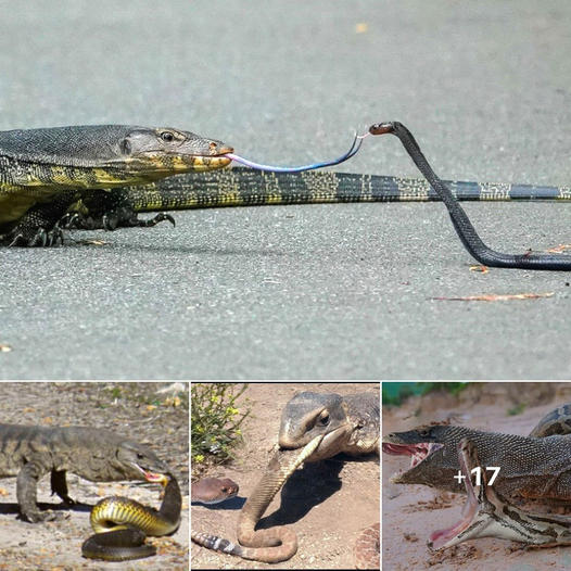 Lizard Eats Everyone. It Finds a RATTLESNAKES