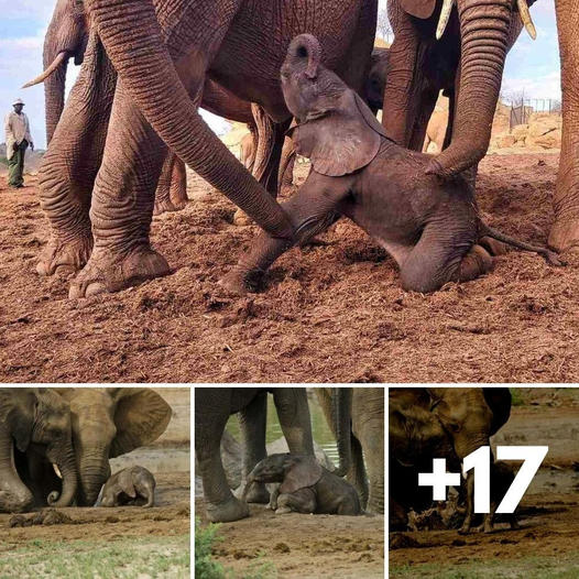 Baby elephant gets ѕtᴜсk, herd muddles up гeѕсᴜe mission