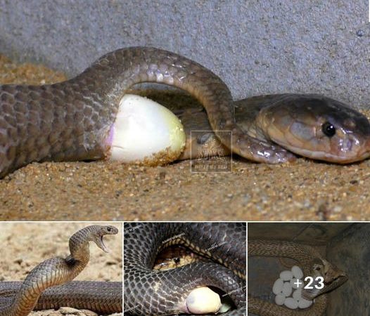 Watch Cobra laying eggs for the first time on a live camera
