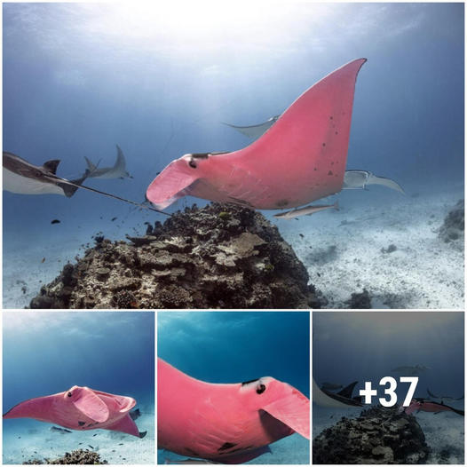 Fishermen delighted to see 11-foot pink ray, a rare species, at Great Barrier Reef