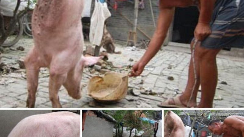 The owner was surprised when his pig was born with the ability to stand and walk on two legs has been found in China.