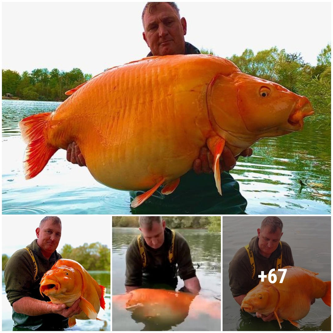 British fisherman catches the world’s largest rare goldfish, surprising everyone