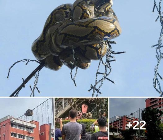 Massive Python Gets Tangled in Lights 15 Feet in the Air