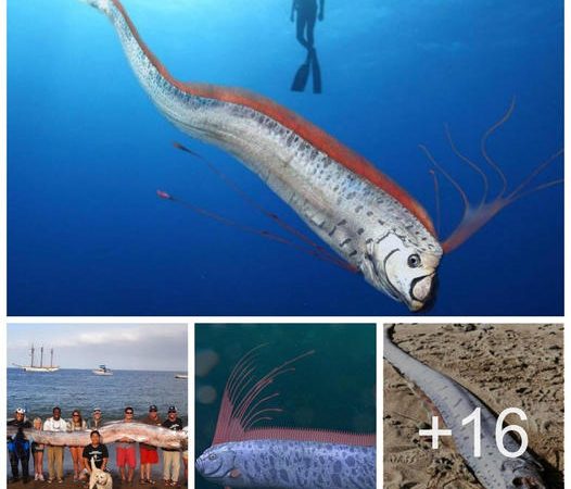 The ‘oarfish’ is the world’s longest bony fish