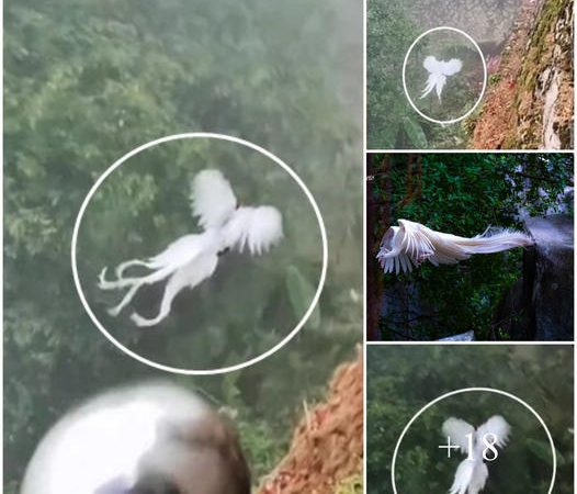 Because of its splendid appearance, the “Legendary White Phoenix” that caused a stir online was caught in China